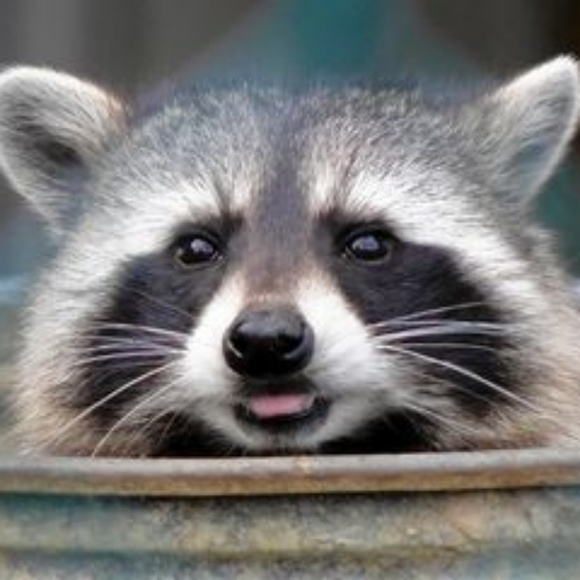 _trashpanda_